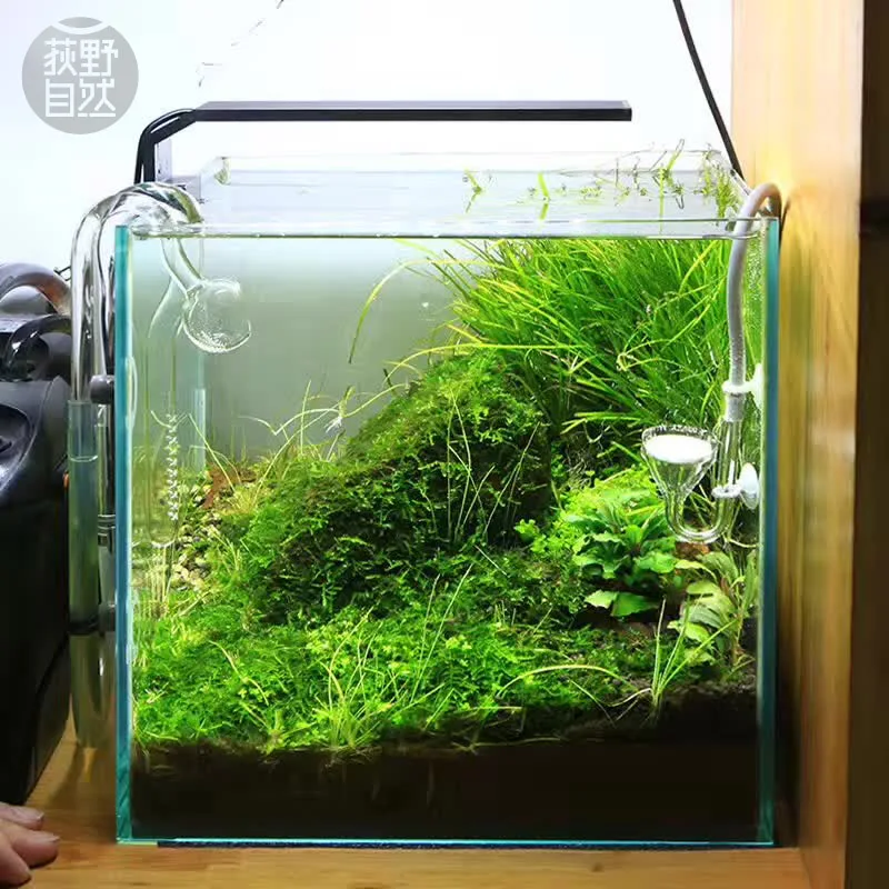 Aquarium Plant Diseases - Chihiros série C ADA Style plante