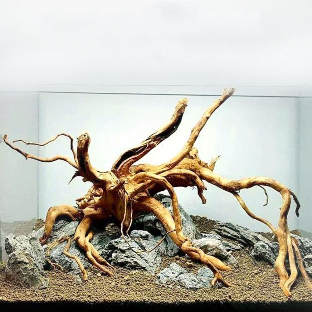 Aquarium Planted Tree - Tronc d'arbre naturel pour décoration d'aquarium,