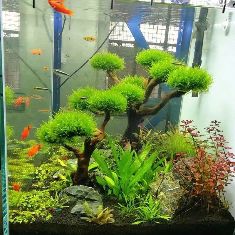 Aquarium Planted Tree - Cadre en bois de verdissement pour