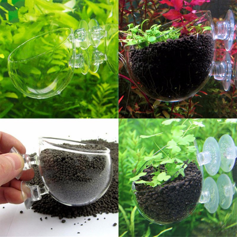 Aquarium Planted Seeds - Tasse à intervalles en verre avec