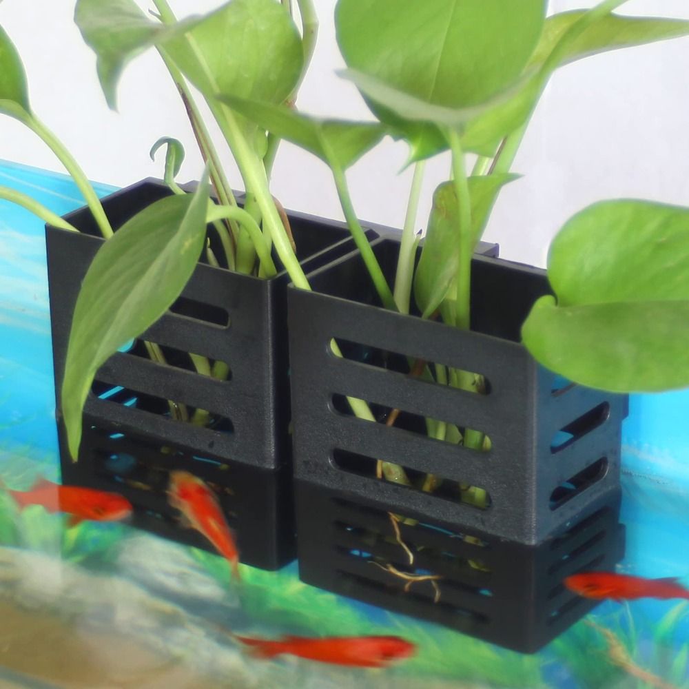 Plante d'eau paysage Aquarium  - Emersed Plants Aquarium avis et prix