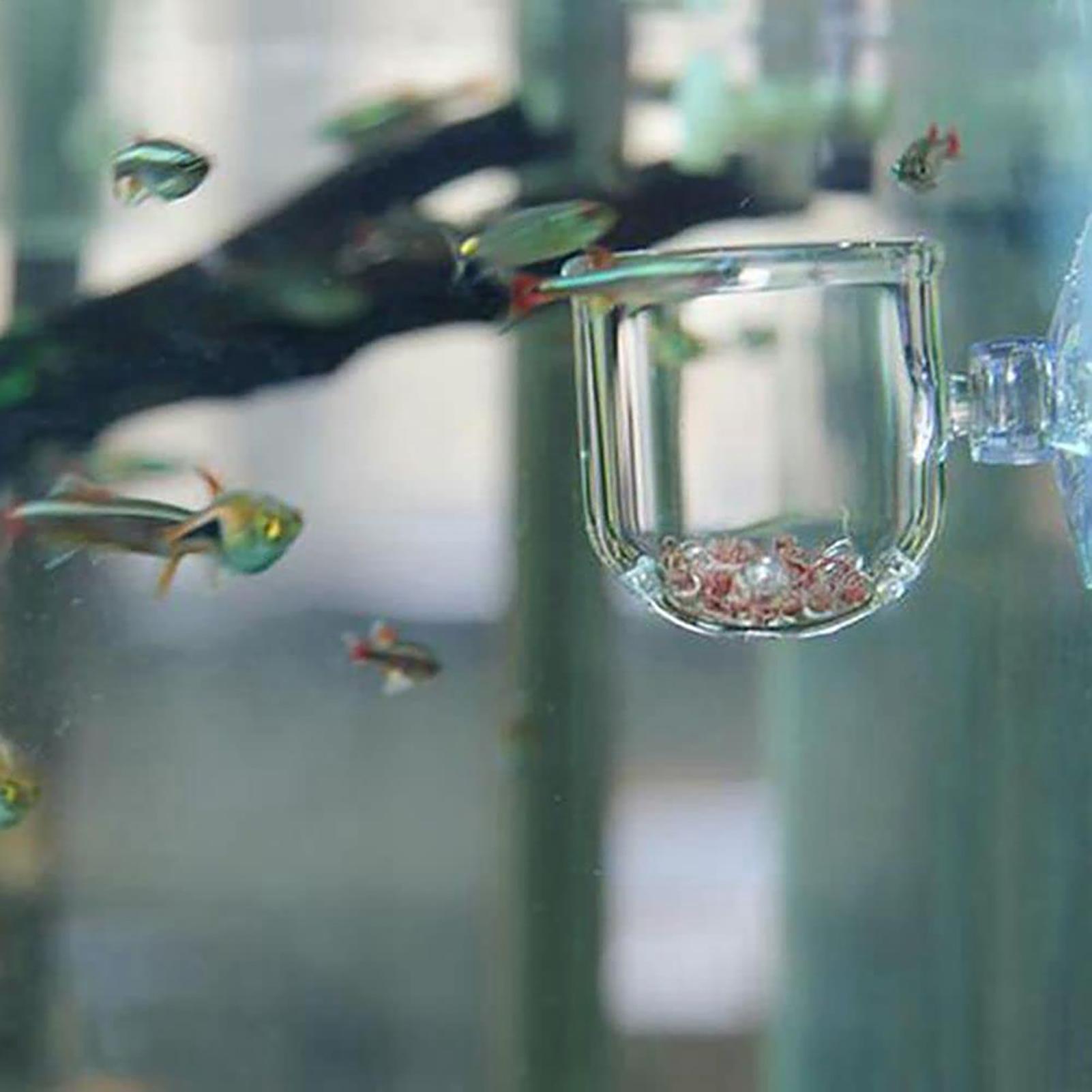 Pot de plantes d'aquarium, tas - Aquarium Planted Seeds avis et prix