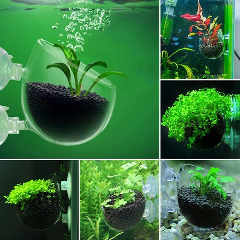 Pot d'Aquarium en Acrylique av - Aquarium Planted Seeds avis et prix