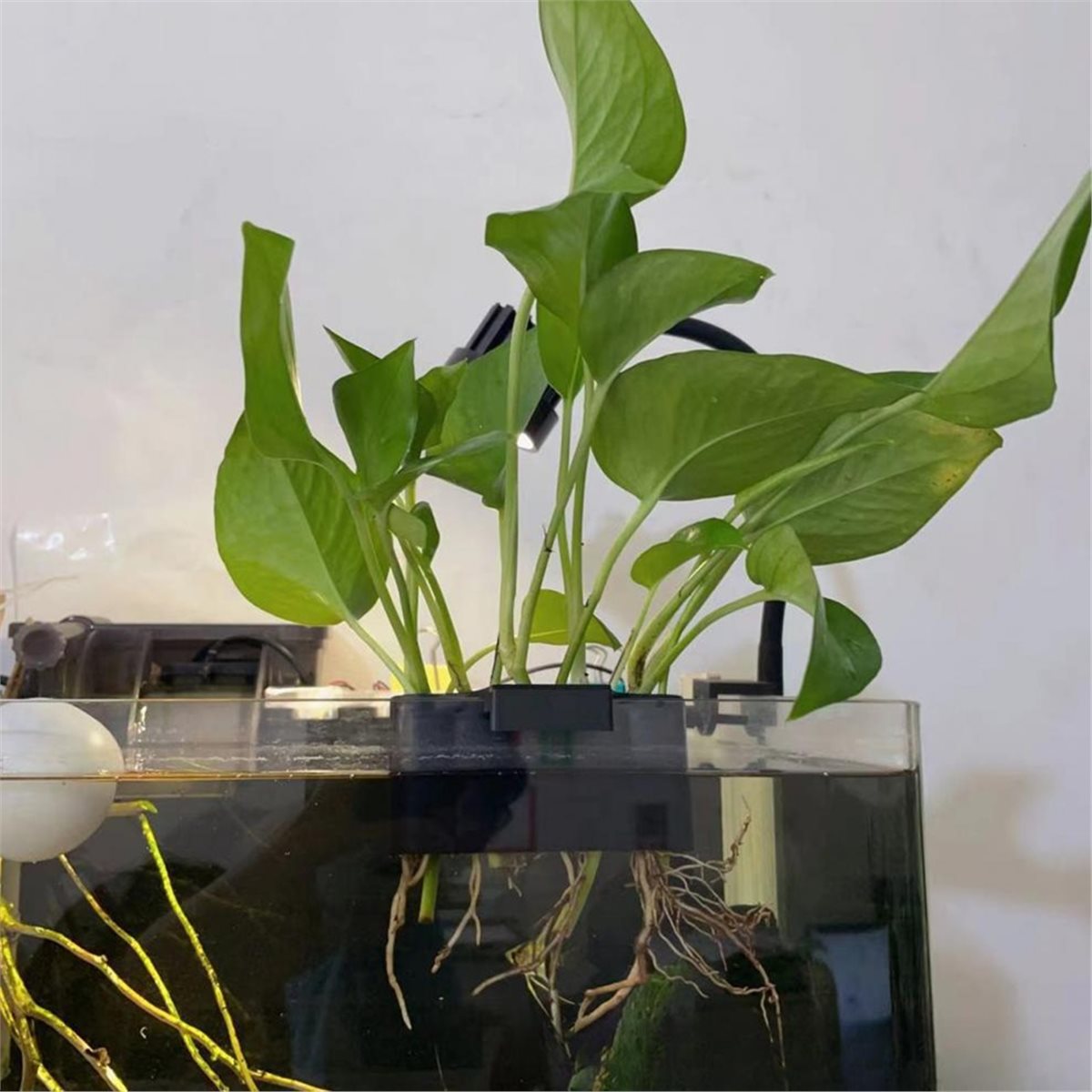 (ABAB) Support de plantes pour - Emersed Plants Aquarium avis et prix