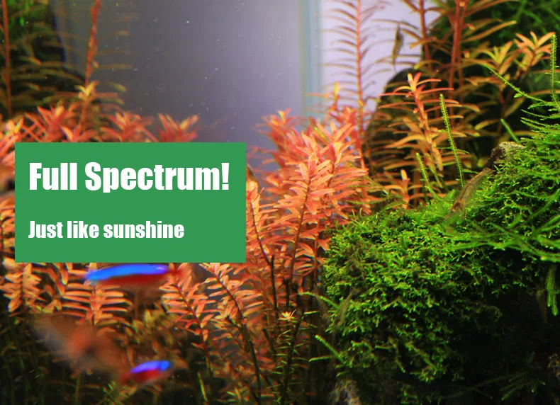 Chihiros série C ADA Style pla - Aquarium Plant Diseases avis et prix