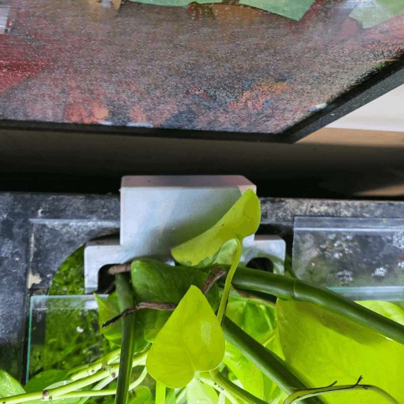 Support latéral pour plantes d - Aquarium Plant Diseases avis et prix