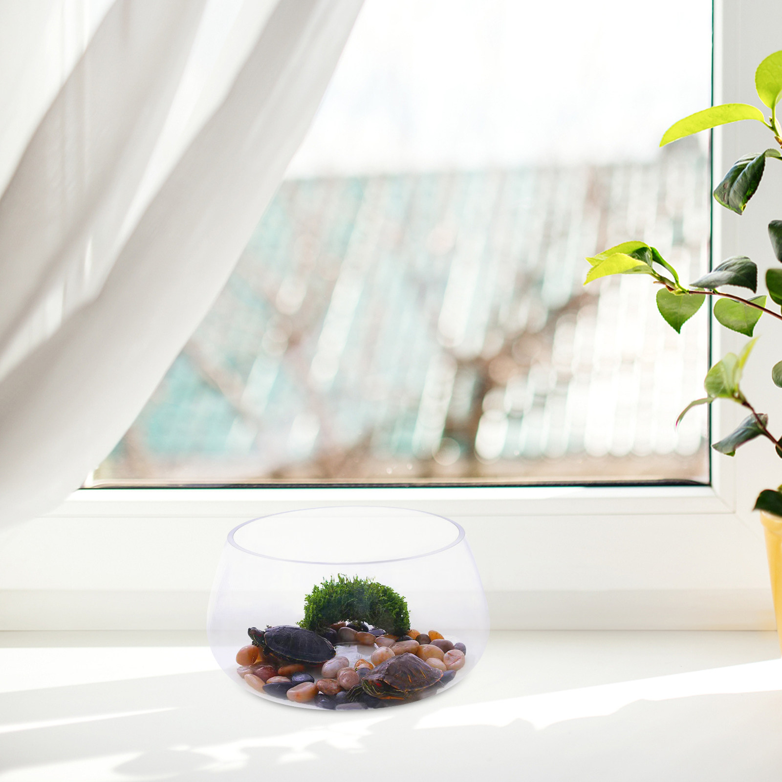 Mini aquarium rond en verre tr - Aquarium Planted Shop avis et prix