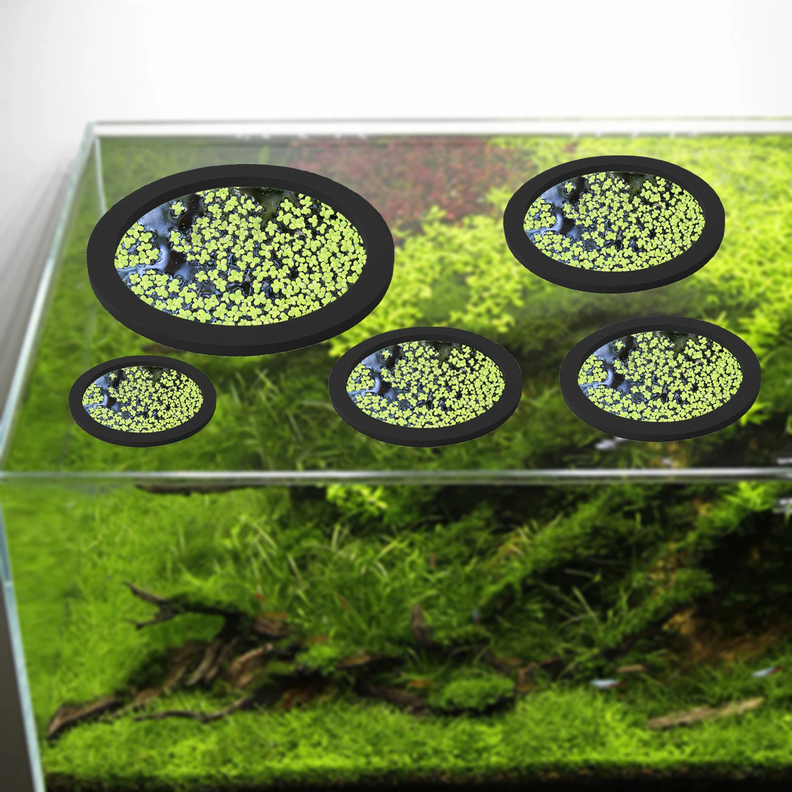 Anneaux d'Alimentation pour Aq - Aquarium Plant avis et prix