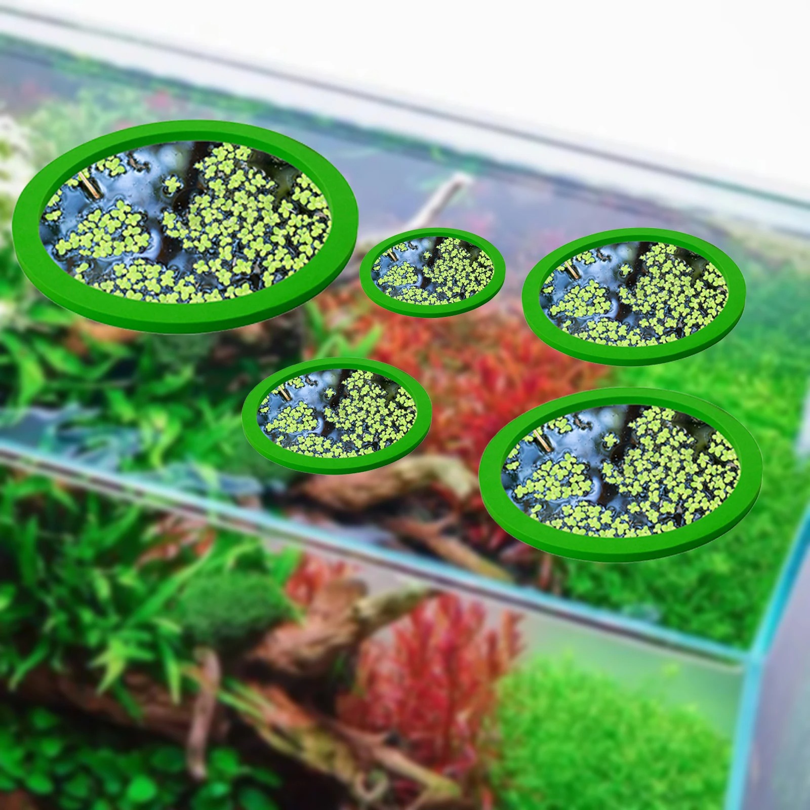 Anneaux d'Alimentation pour Aq - Aquarium Plant avis et prix
