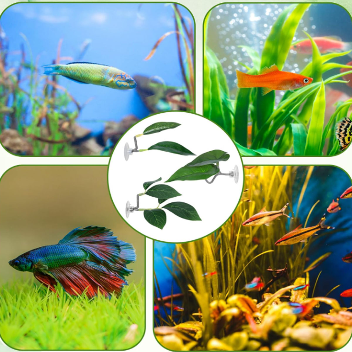 1 hamac pour poisson Betta, dé - Planted Aquarium Betta avis et prix