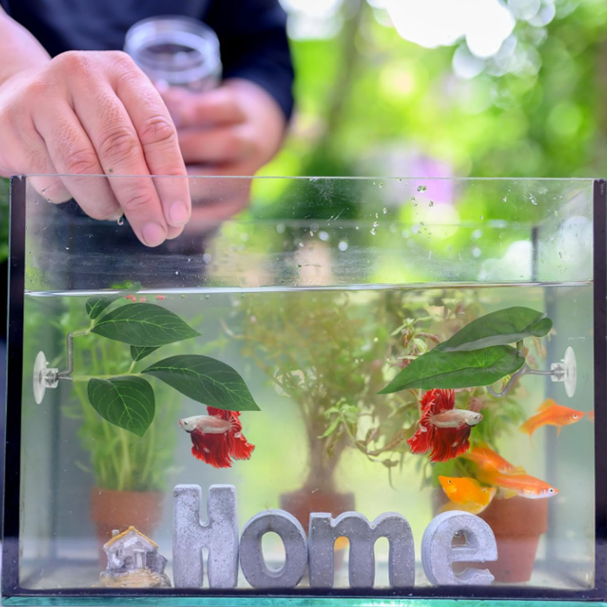 1 hamac pour poisson Betta, dé - Planted Aquarium Betta avis et prix