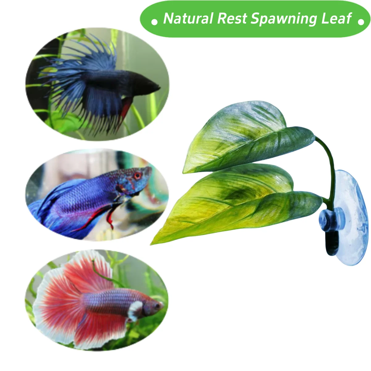 Décor d'aquarium pour animaux  - Planted Aquarium Betta avis et prix