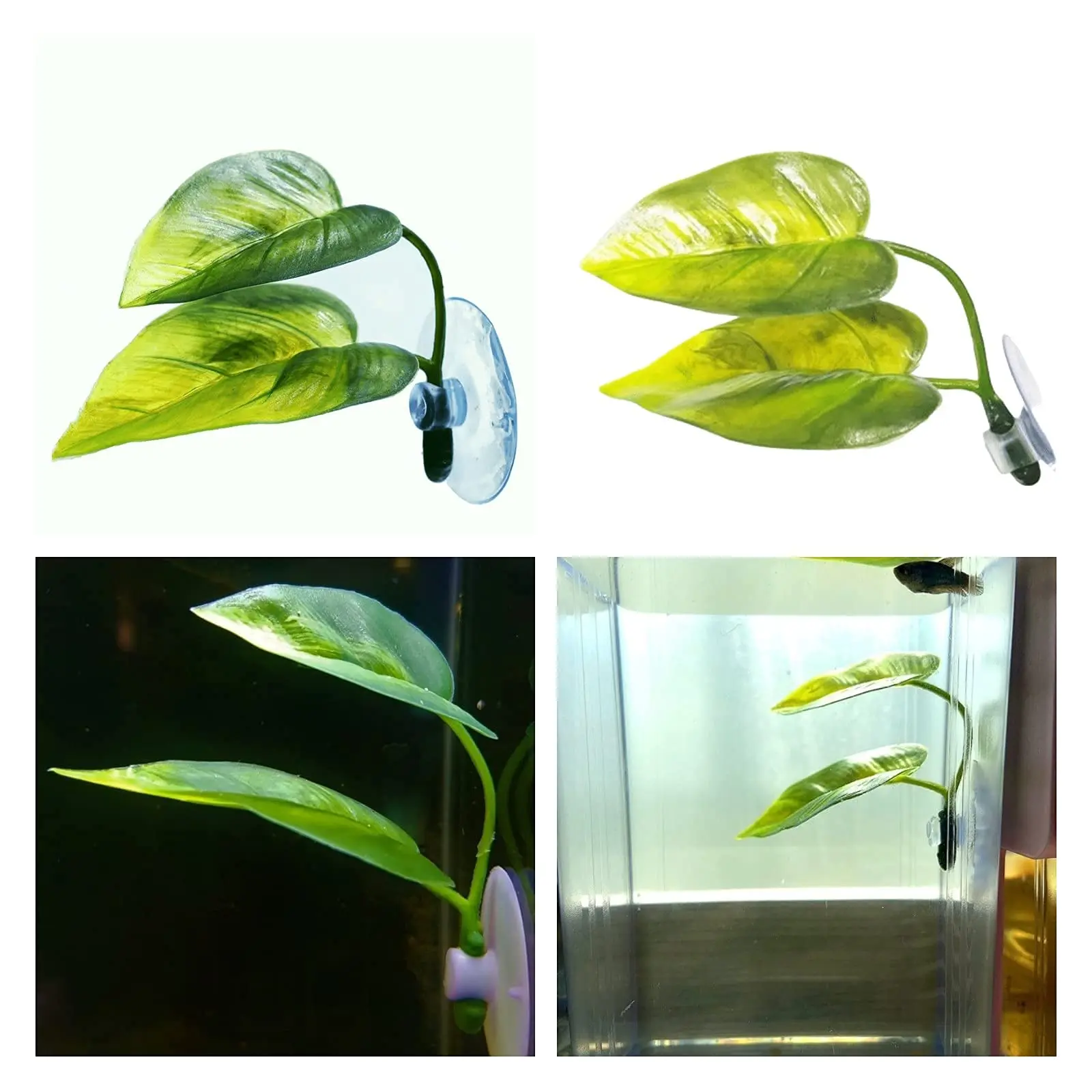 Décor d'aquarium pour animaux  - Planted Aquarium Betta avis et prix