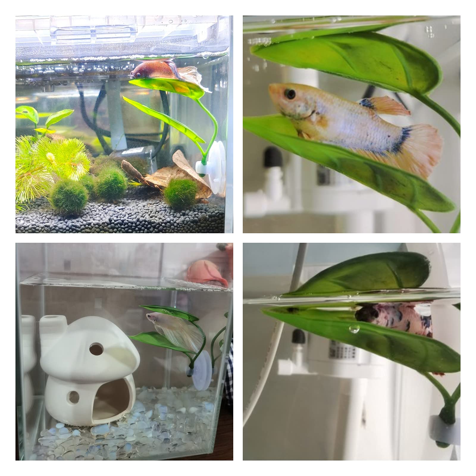 Décor d'aquarium pour animaux  - Planted Aquarium Betta avis et prix