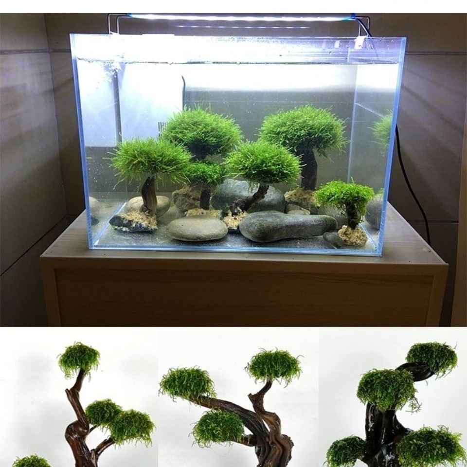 Cadre en bois de verdissement  - Aquarium Planted Tree avis et prix