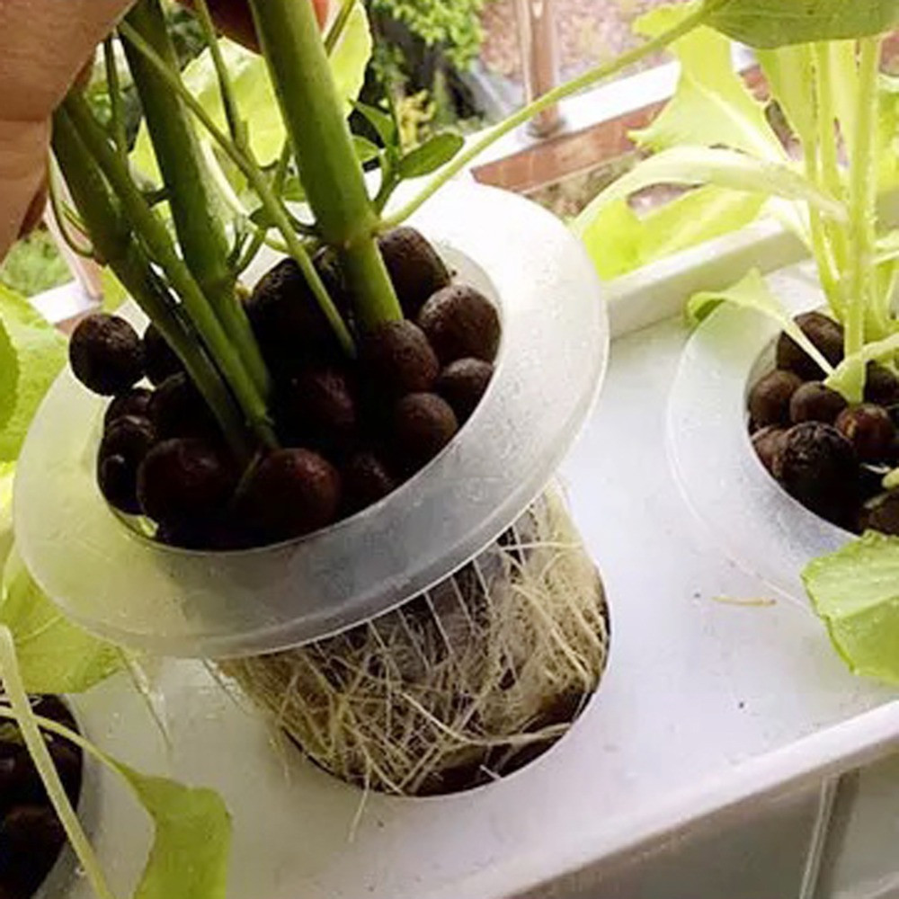 10/50pcs fournitures de jardin - Aquarium Planted Seeds avis et prix