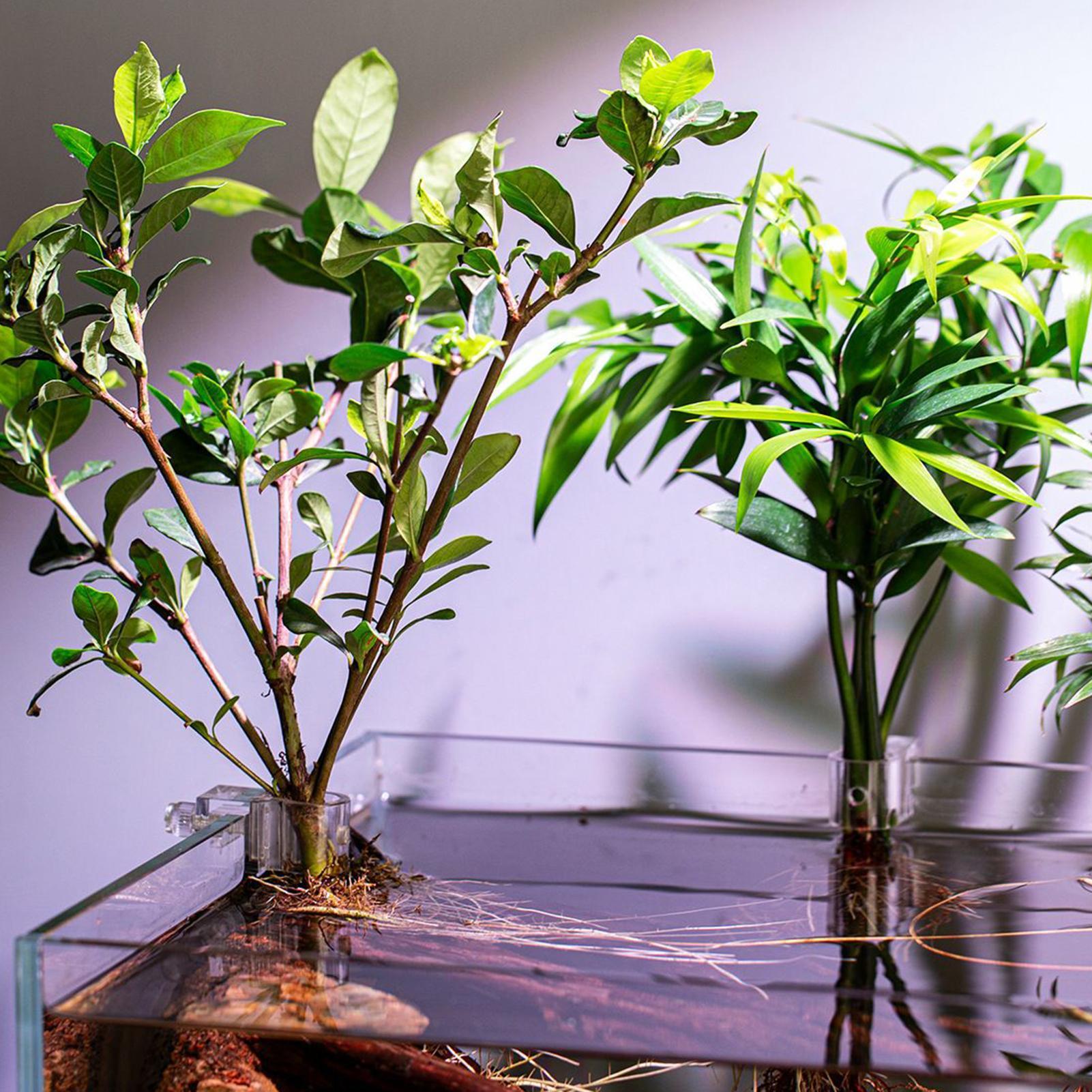 6 supports de plantes pour aqu - Aquarium Plant Diseases avis et prix