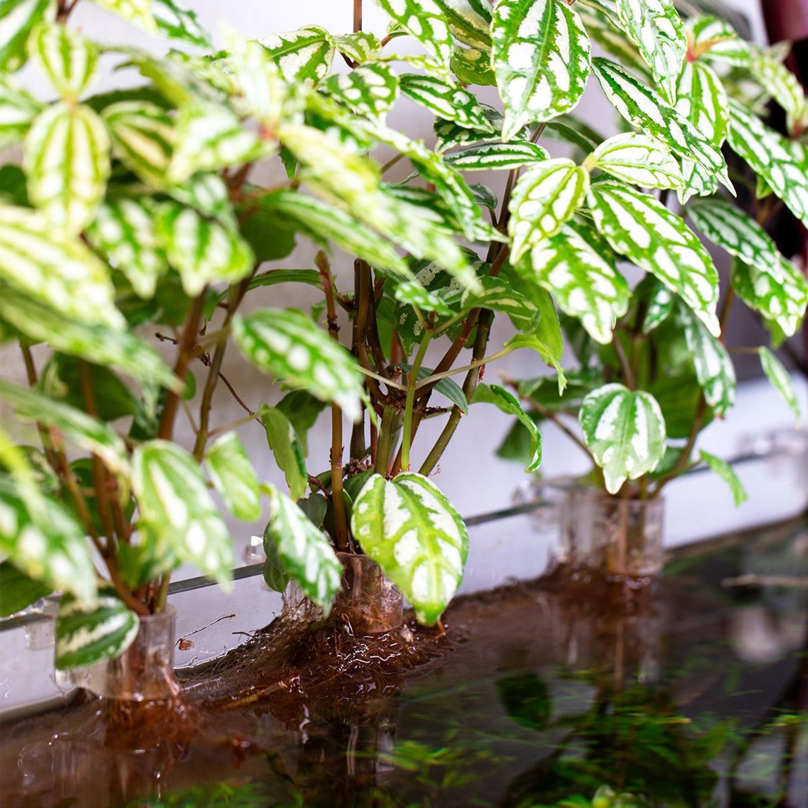 6 supports de plantes pour aqu - Aquarium Plant Diseases avis et prix