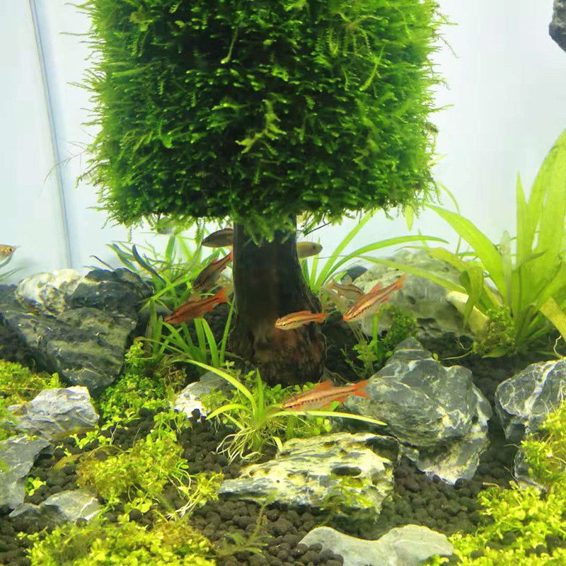 Décoration d'aquarium avec pla - Aquarium Planted Seeds avis et prix