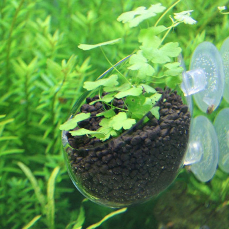 Tasse à intervalles en verre a - Aquarium Planted Seeds avis et prix
