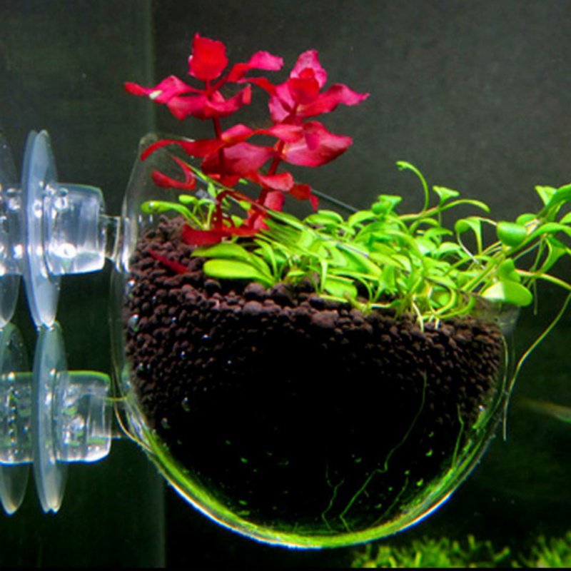 Tasse à intervalles en verre a - Aquarium Planted Seeds avis et prix