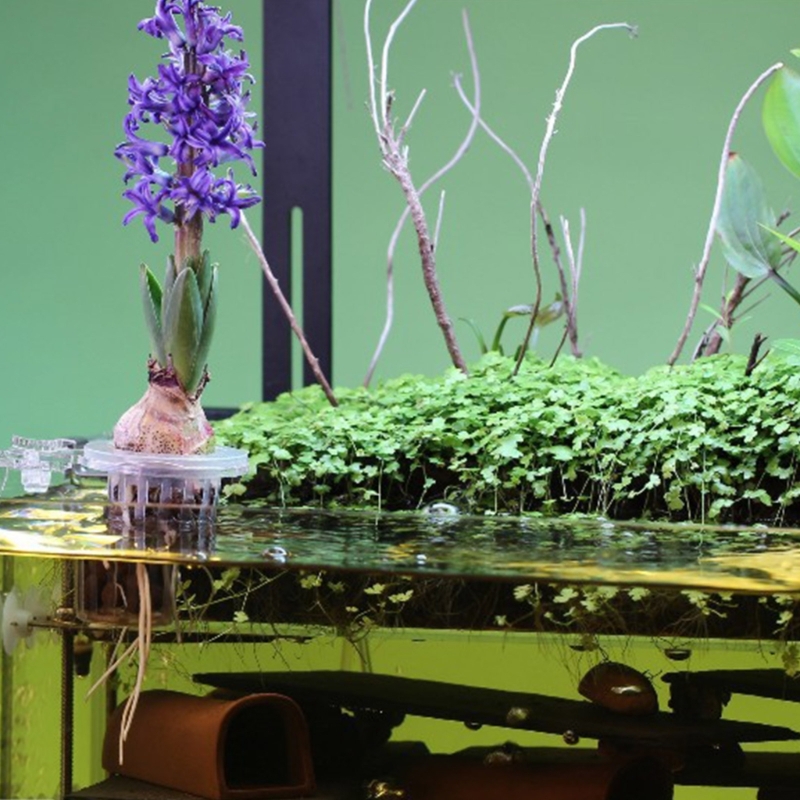 Support pour plantes d'aquariu - Emersed Plants Aquarium avis et prix